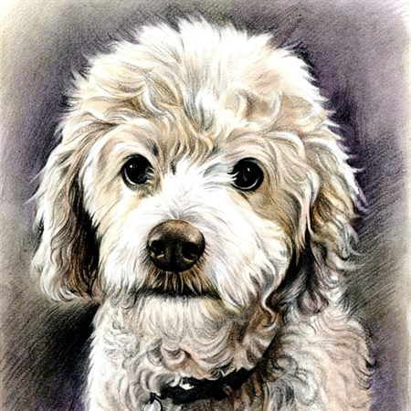 Hand Drawn Vintage DaVinci Sketch Portrait of A Dog